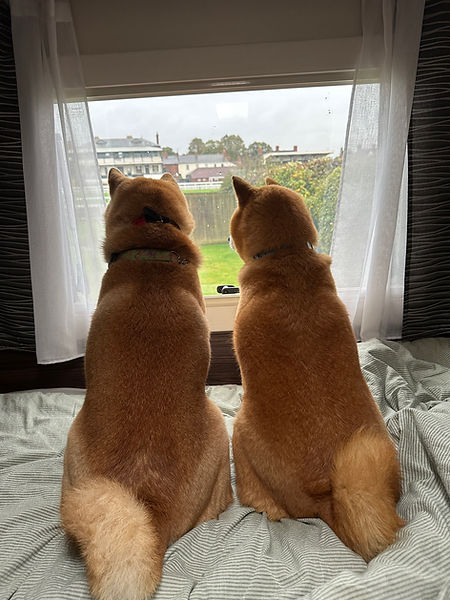 Honden mee op reis in de camper