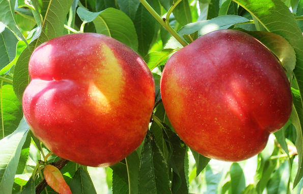 pesche nettarine.jpeg