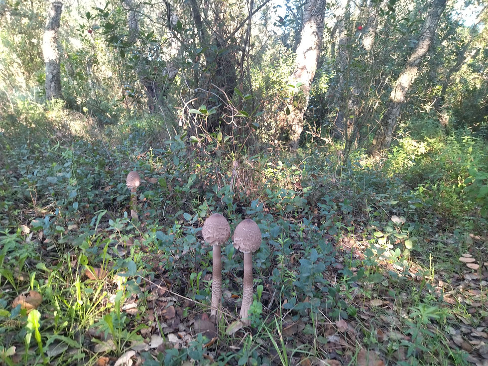 Miniatura: Pianta 12 Querce da Sughero / -3600 Kg. CO2