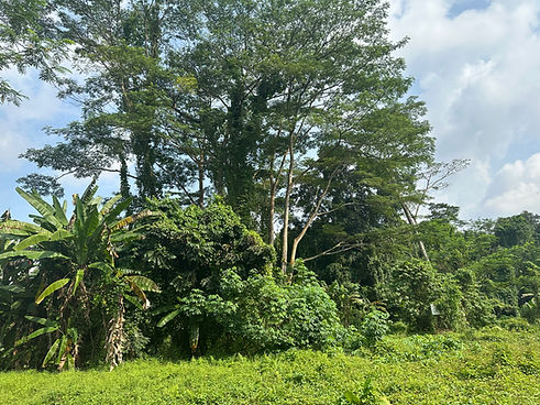 Jungle Rail corridor