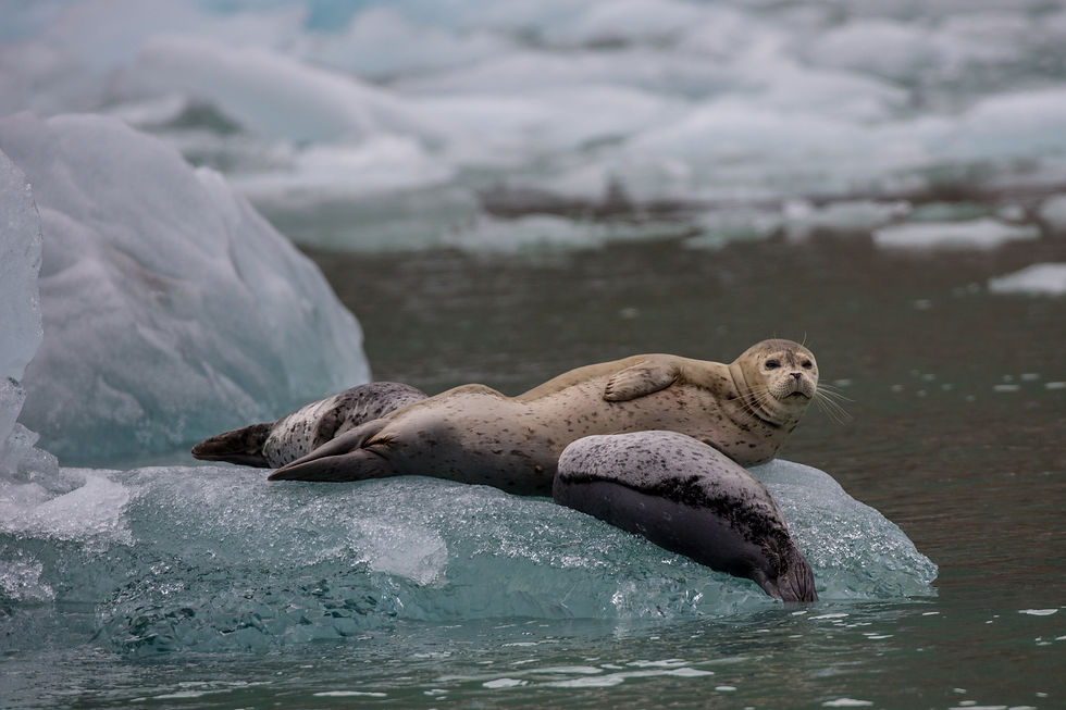 Two seals relaxing on an iceberg, with one turning to look directly at the camera, surrounded by icy blue waters and natural