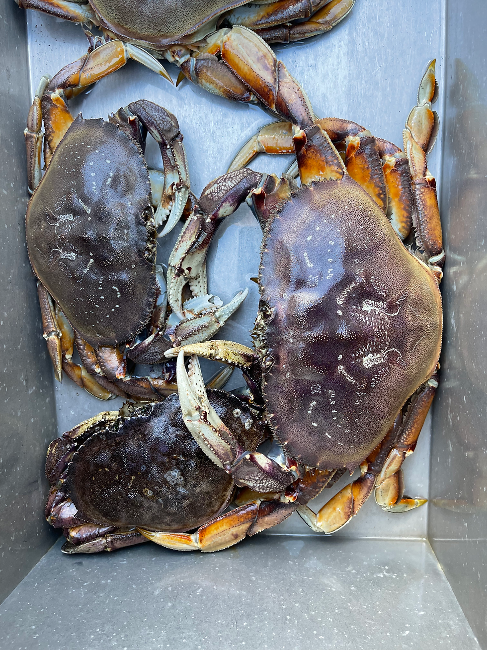 Three crabs sitting in a live well on Blackwood, with one noticeably larger than the other two, showcasing a fresh catch from
