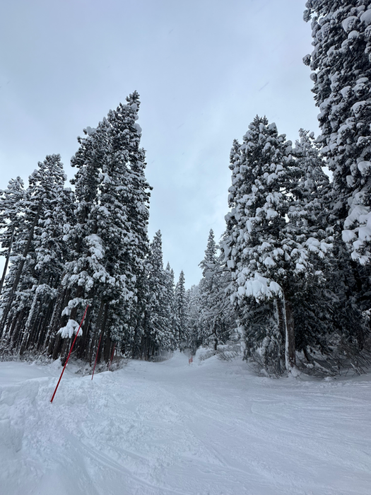 Snow-covered pine forest during winter in a remote region
