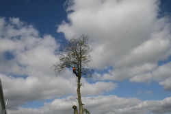 Top branches removed first