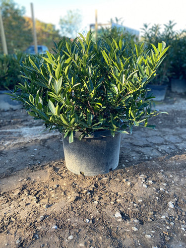Otto Luyken/Cherry Laurel | Wading Manor Nursery