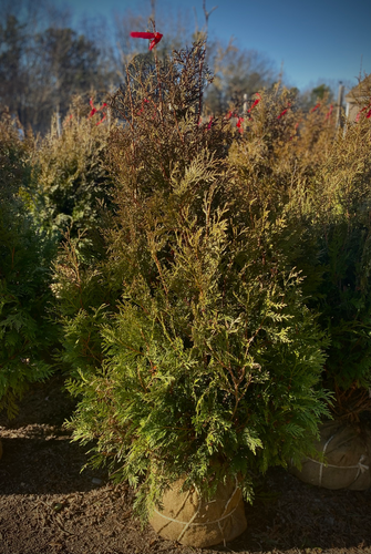 Elegantissima Arborvitae | Wading Manor Nursery