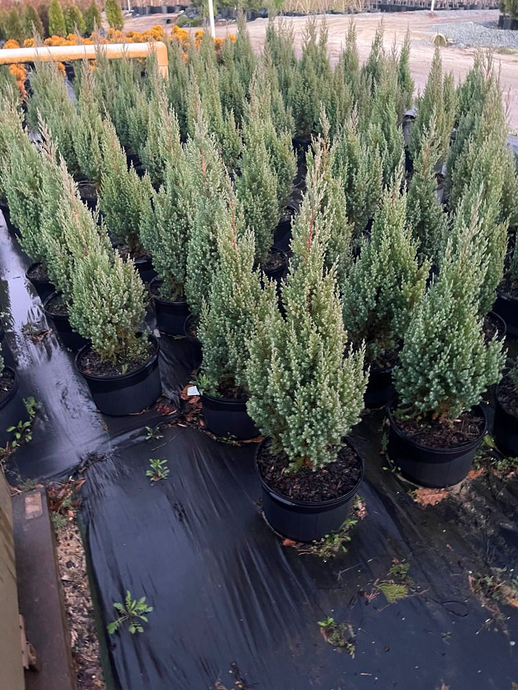 ‘Blue Point’ Juniper