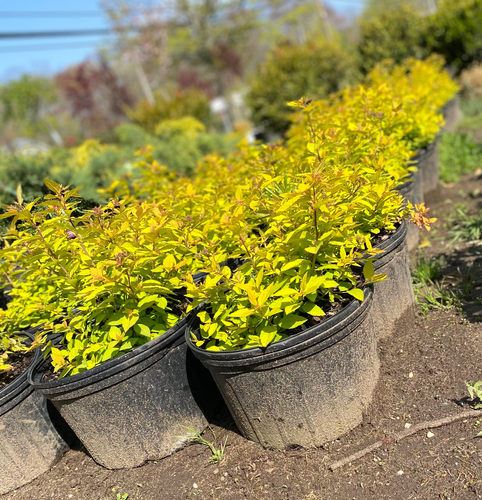 Gold Mound Spirea | Wading Manor Nursery