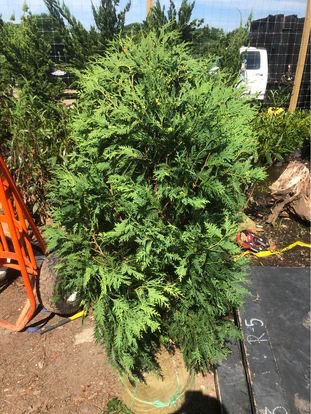 'Dark American’ Nigra Arborvitae