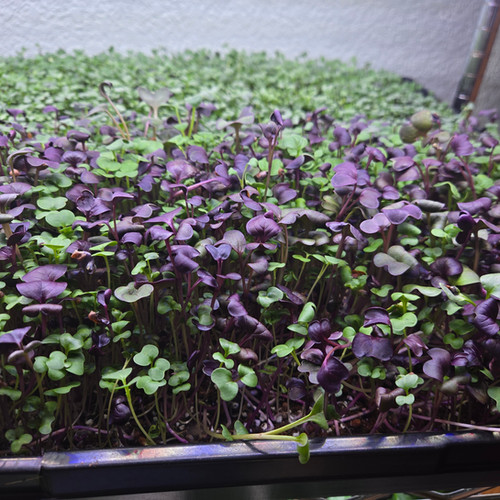 Beautiful Flora Farm photo