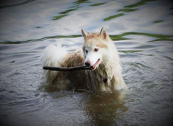 HUSKY STICK