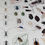 Thumbnail: Poster - Beetles