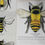 Thumbnail: Poster - The World of Bees