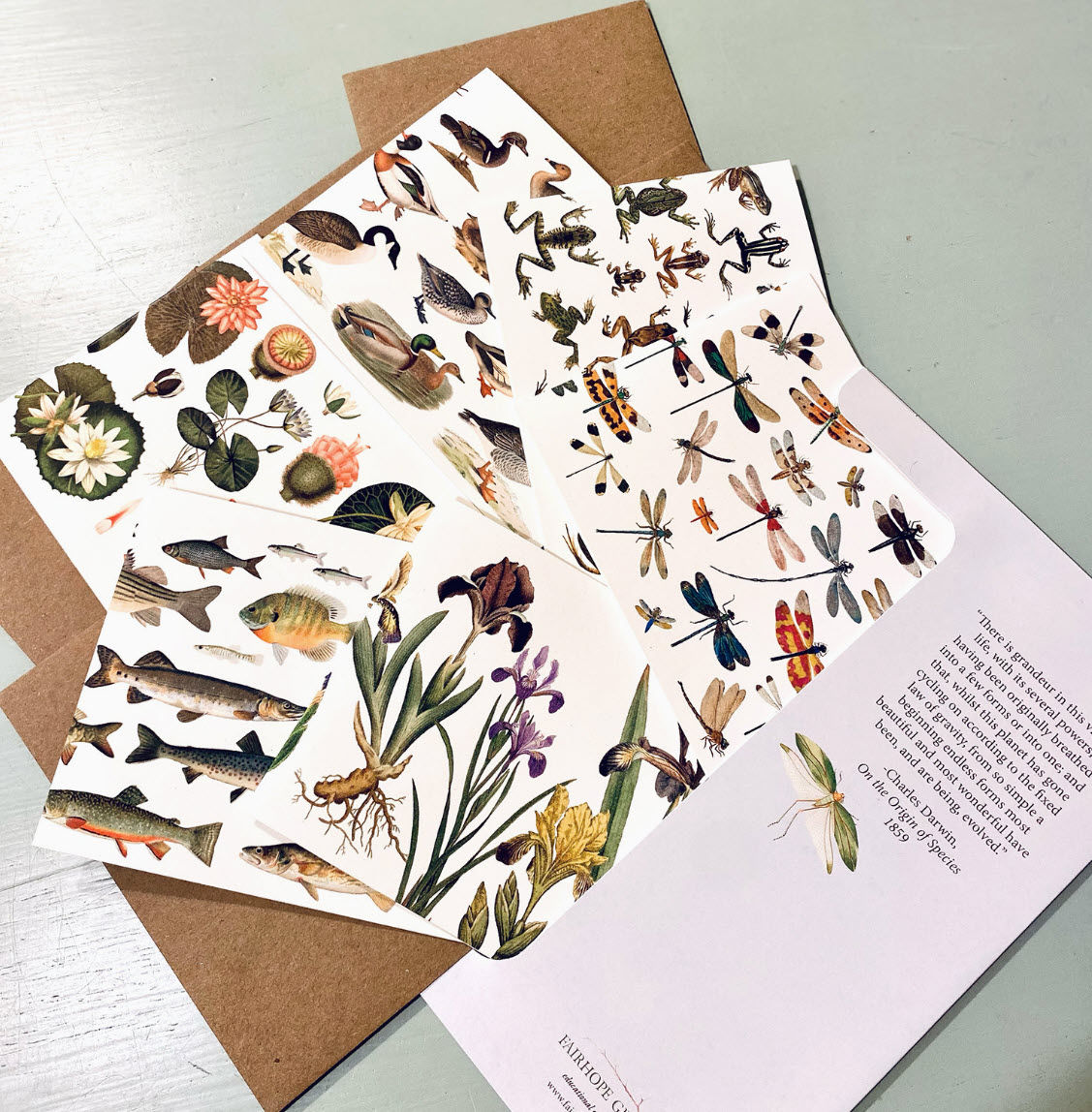 Notecard Pack - Ponds and Streams - Ducks and Geese, Dragonflies , Frogs ,Lillies,Fish