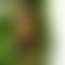 Haggis and Black Pudding Kebabs 