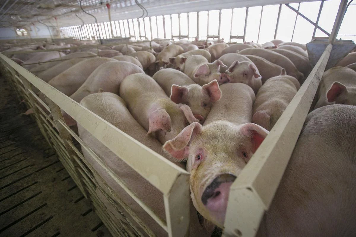 Hog Confinement.webp
