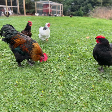 Free Ranging Hens and Roosters