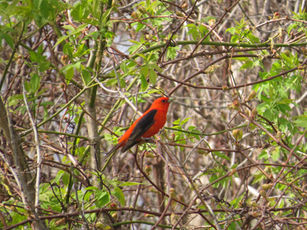 Naples Creek Community Park  5/31/26
