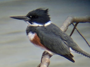 Beechwood SP 3/12/26