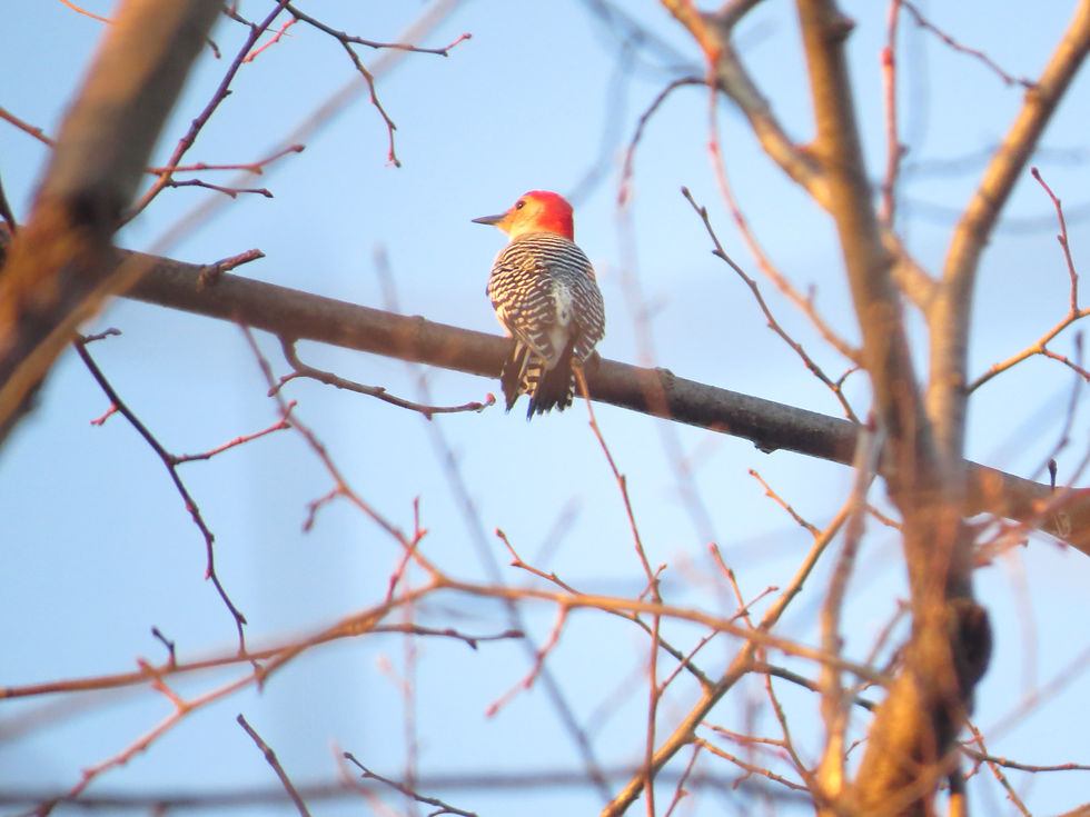 Kashong Conservation Area