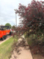 a "before/during" image of an overgrown shrub tree taking over the sidewalk