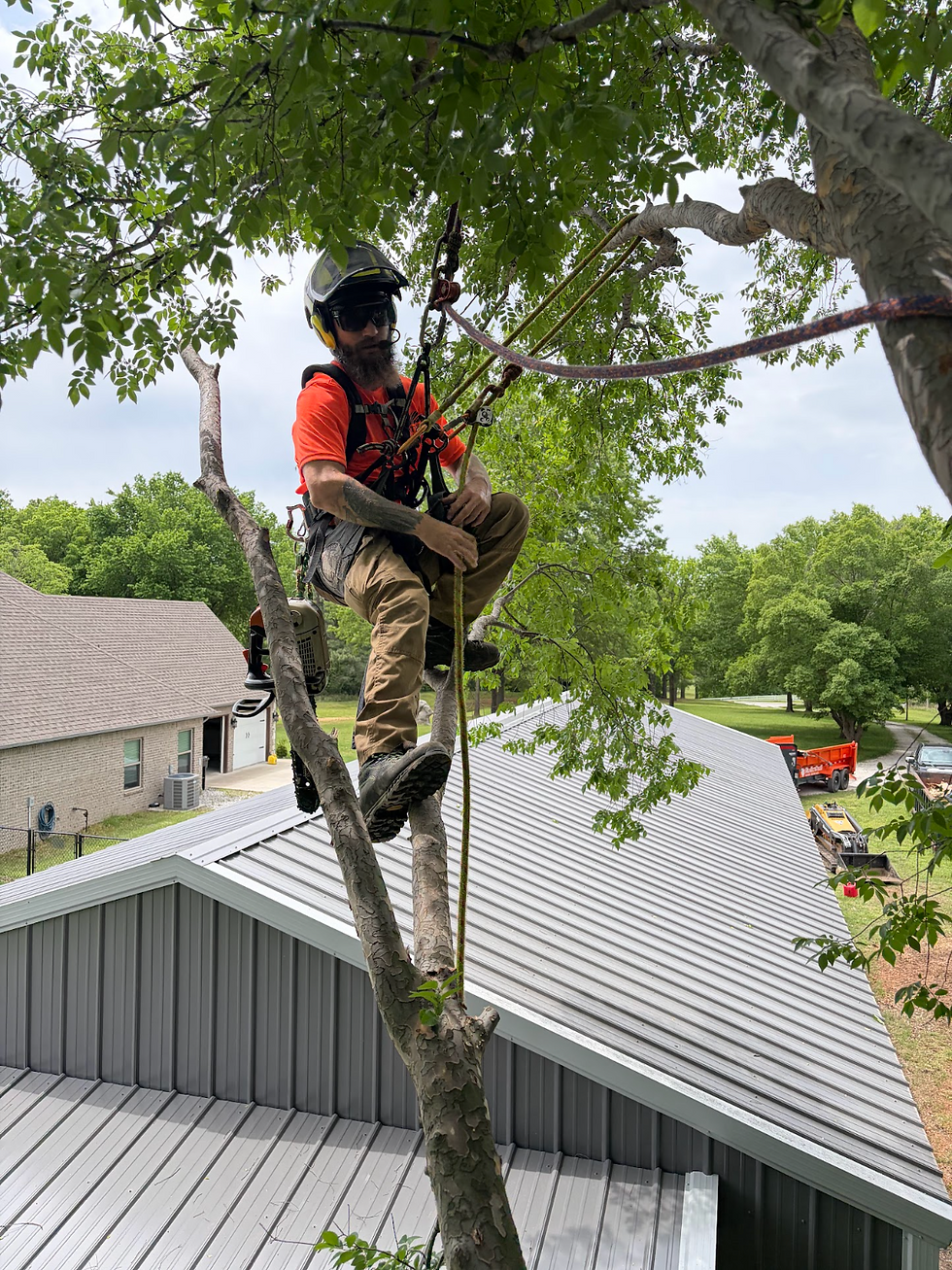 Arborist professionly secured in tree