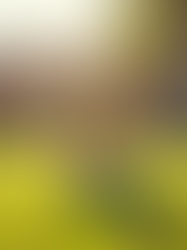 Discover Comprehensive Pet Nanny Services with Paws Pet Nanny LLC