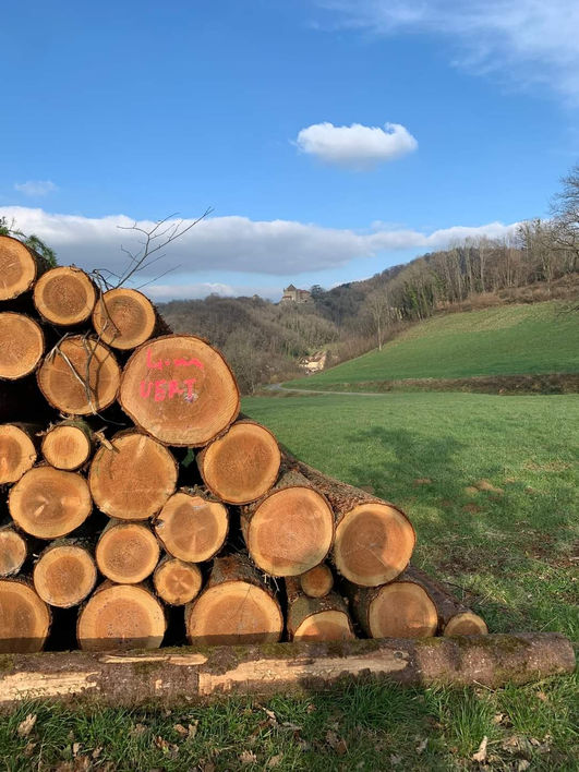 bille de bois