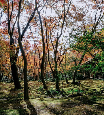 forêt