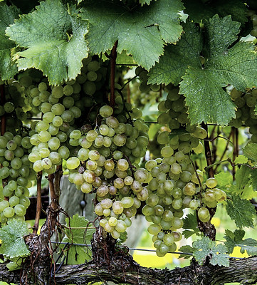 vignes