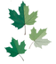 Green Maple Leaves.png