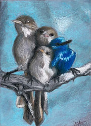 dessin au pastel huile OISEAUX Gandala