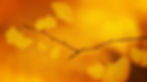 ginkgo-2136831_1920.jpg