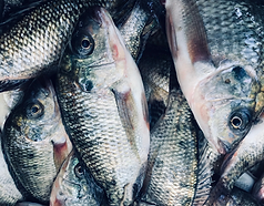 Tilapia.png