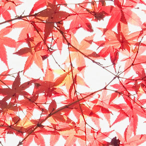 「英語が好きになったって言ってます」