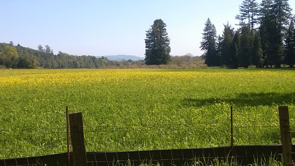 Picasa - WP_20140323_12_38_07_Pro.jpg