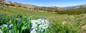 Walk on the Wild Side: Hiking Carson Pass Trail to Lake Winnemucca Trail