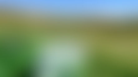 Walk on the Wild Side: Hiking Carson Pass Trail to Lake Winnemucca Trail