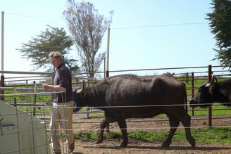 "Buffalo" Your Dreams (On the California Cheese Trail: Ramini Mozzarella)