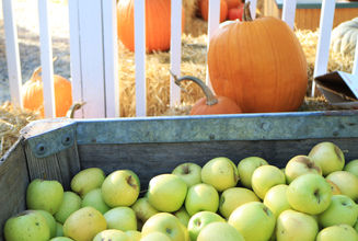 6 Reasons Why You Should Bike Apple Hill