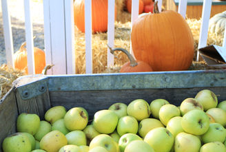 6 Reasons Why You Should Bike Apple Hill