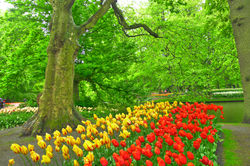 Holland in Bloom