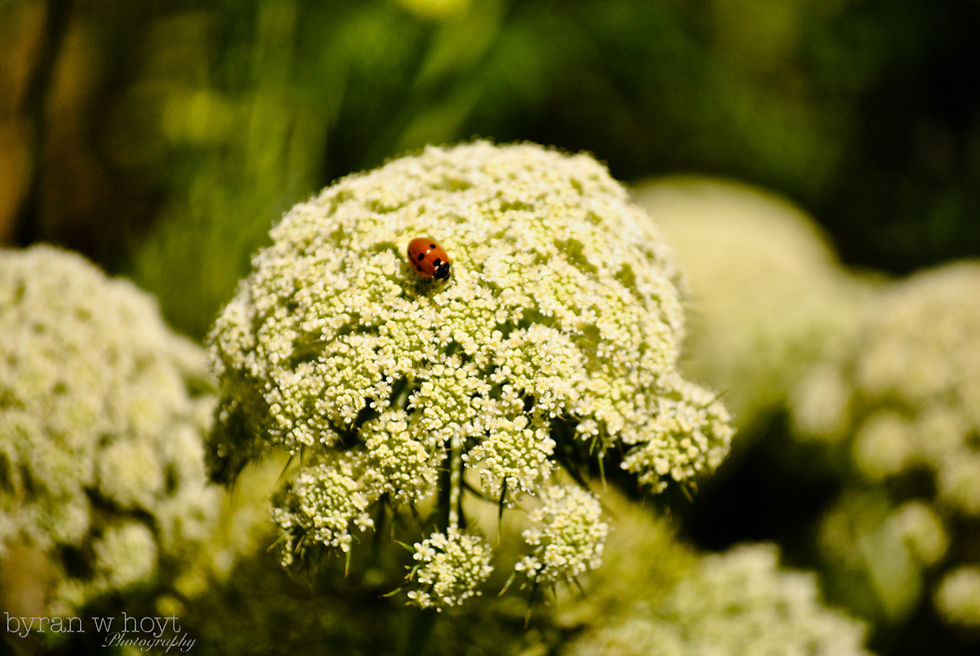 Southern France Biking Trip