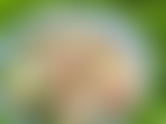 lagom bakery sourdough, avocado and prosciutto salad for christmas.