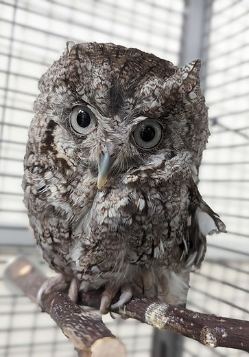 LRZ_Eastern_screechowl_Jupiter.jpg