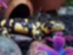 Barred Tiger Salamander