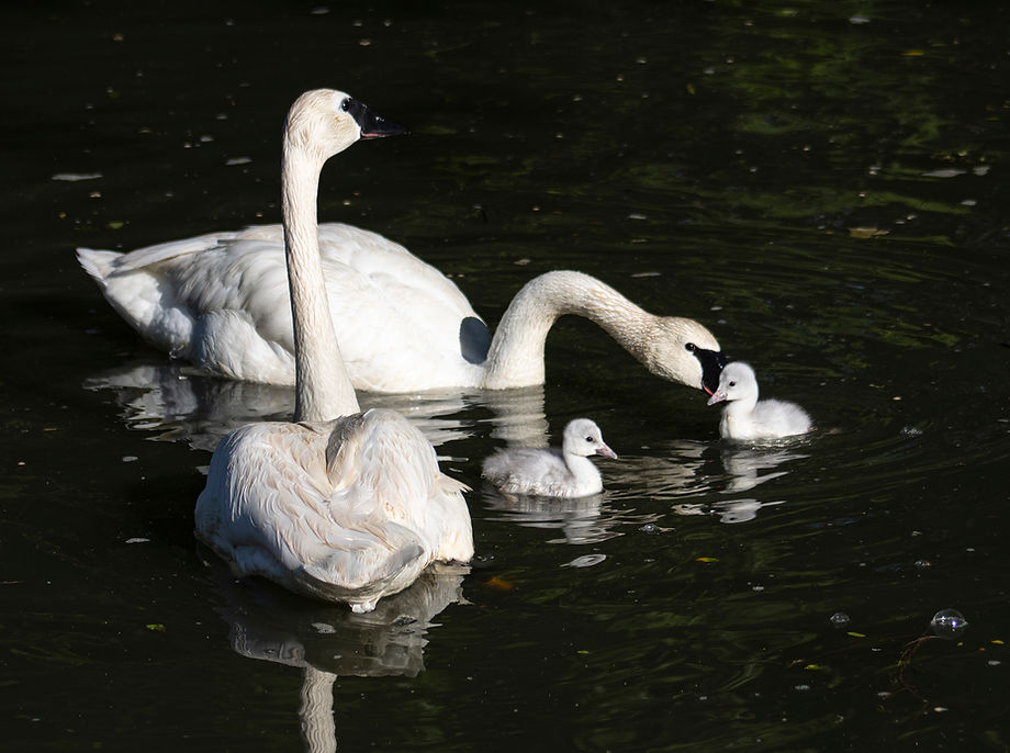 LRZ_SwanCygnets (1).jpg