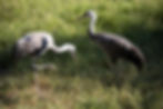 Hooded Crane