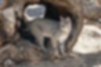 Bobcat