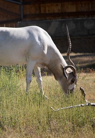 09042022_Dobby.jpg